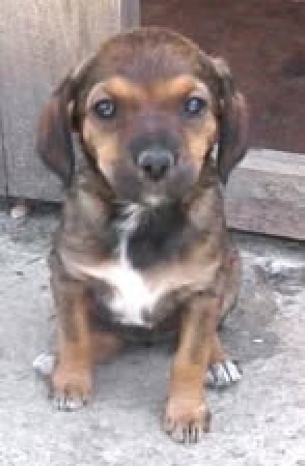 YAMILIA is eagerly waiting for a home - your new loyal friend from the shelter
