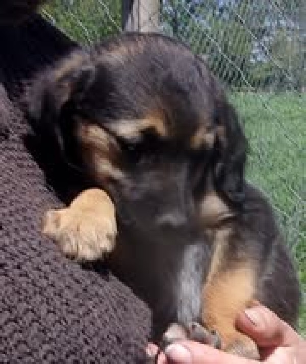 YOLEEN is eagerly waiting for a home - your new loyal friend from the shelter