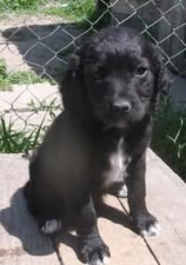 YULANDI is eagerly waiting for a home - your new loyal friend from the shelter