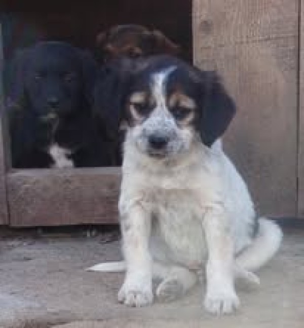 YARRAN is eagerly waiting for a home - your new loyal friend from the shelter