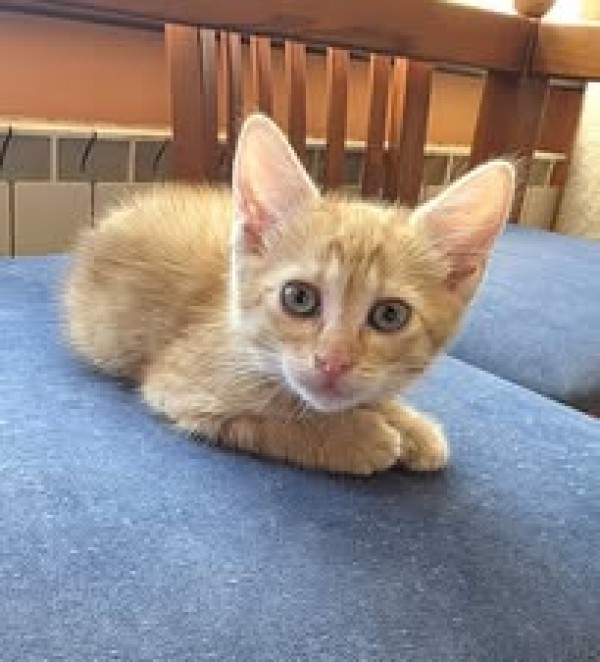 MEISI is eagerly waiting for a home - your new loyal friend from the shelter