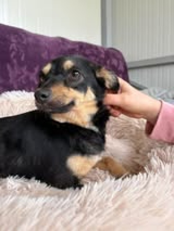 LENI is eagerly waiting for a home - your new loyal friend from the shelter