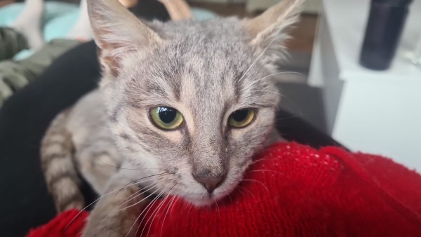 EDEN is eagerly waiting for a home - your new loyal friend from the shelter