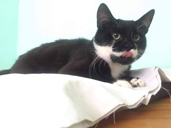 MURY is eagerly waiting for a home - your new loyal friend from the shelter