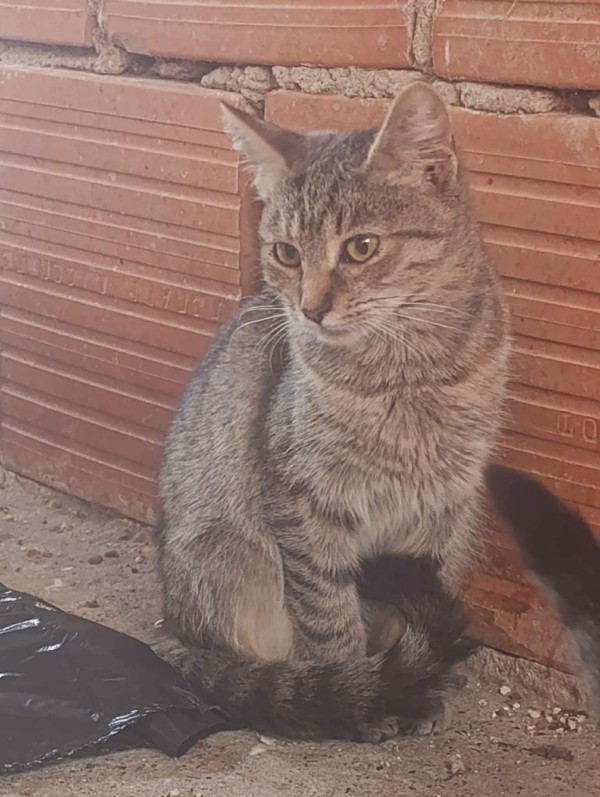 NOXA is eagerly waiting for a home - your new loyal friend from the shelter
