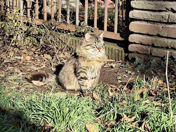 PABLO is eagerly waiting for a home - your new loyal friend from the shelter