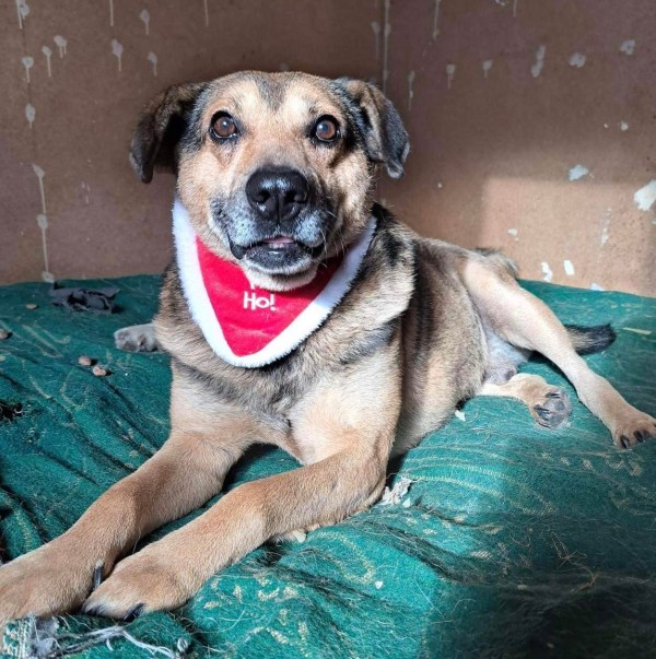 STEFAN is eagerly waiting for a home - your new loyal friend from the shelter