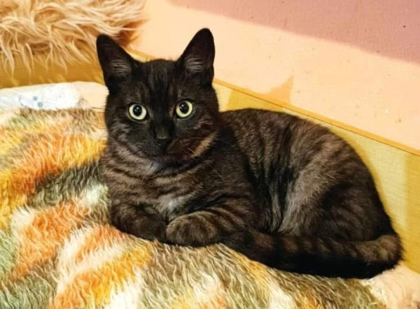 MORTI is eagerly waiting for a home - your new loyal friend from the shelter