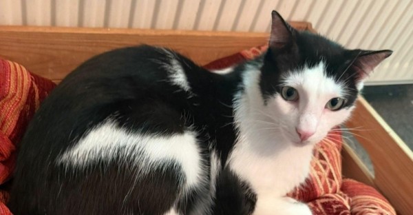 MUKI is eagerly waiting for a home - your new loyal friend from the shelter