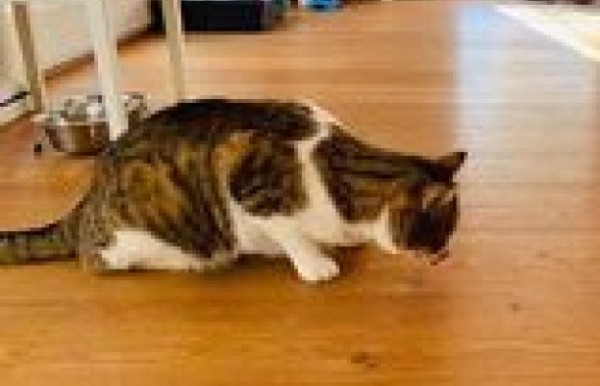 MURREY is eagerly waiting for a home - your new loyal friend from the shelter