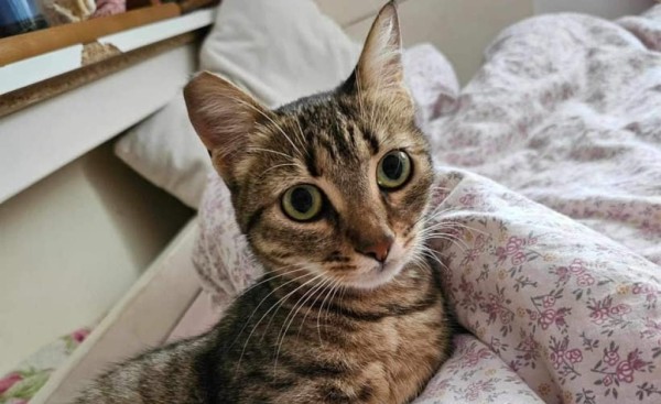 NEEVA is eagerly waiting for a home - your new loyal friend from the shelter