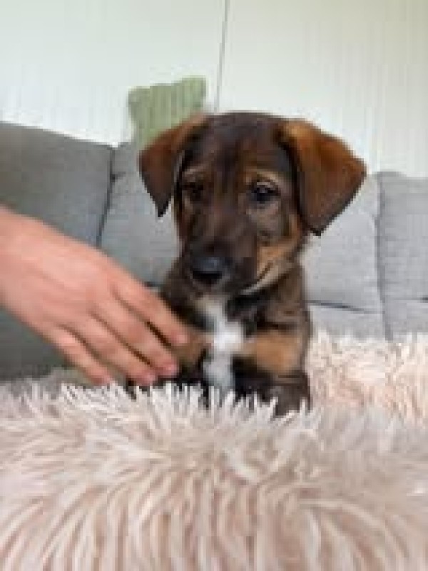 LEANO is eagerly waiting for a home - your new loyal friend from the shelter