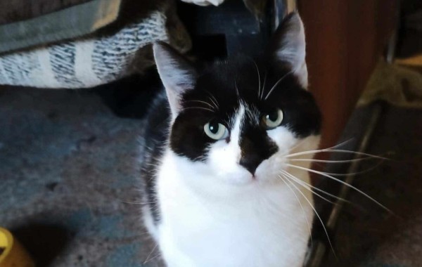 NIKO is eagerly waiting for a home - your new loyal friend from the shelter