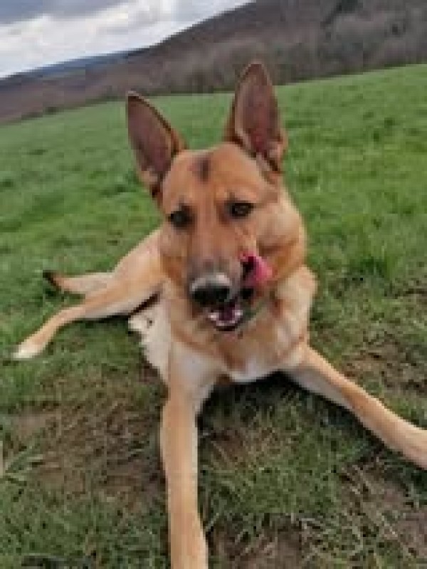 LISKO is eagerly waiting for a home - your new loyal friend from the shelter