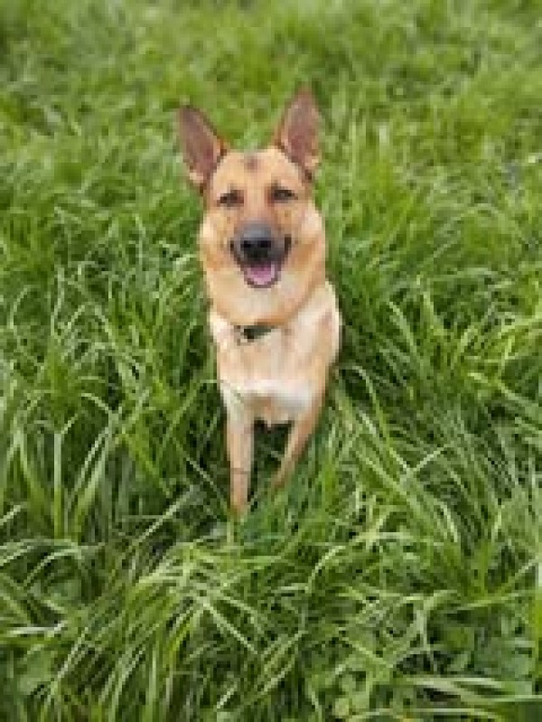 LISKO is eagerly waiting for a home - your new loyal friend from the shelter