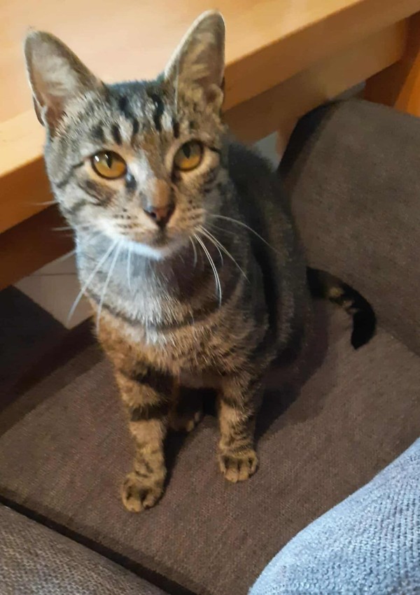 YVA is eagerly waiting for a home - your new loyal friend from the shelter