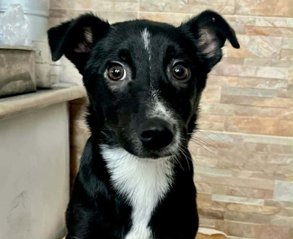 GALIO is eagerly waiting for a home - your new loyal friend from the shelter
