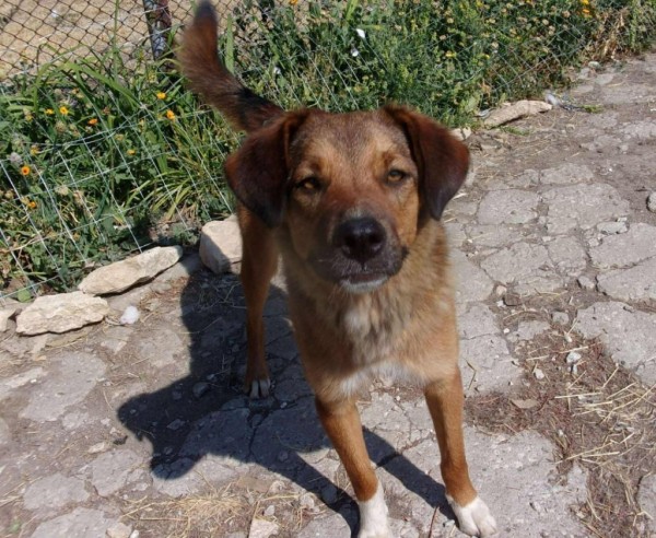 CARLOS is eagerly waiting for a home - your new loyal friend from the shelter
