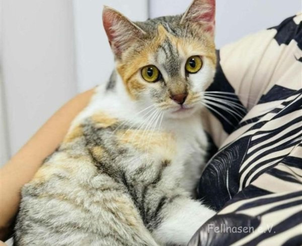 PERCY is eagerly waiting for a home - your new loyal friend from the shelter