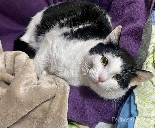 OLIVE is eagerly waiting for a home - your new loyal friend from the shelter