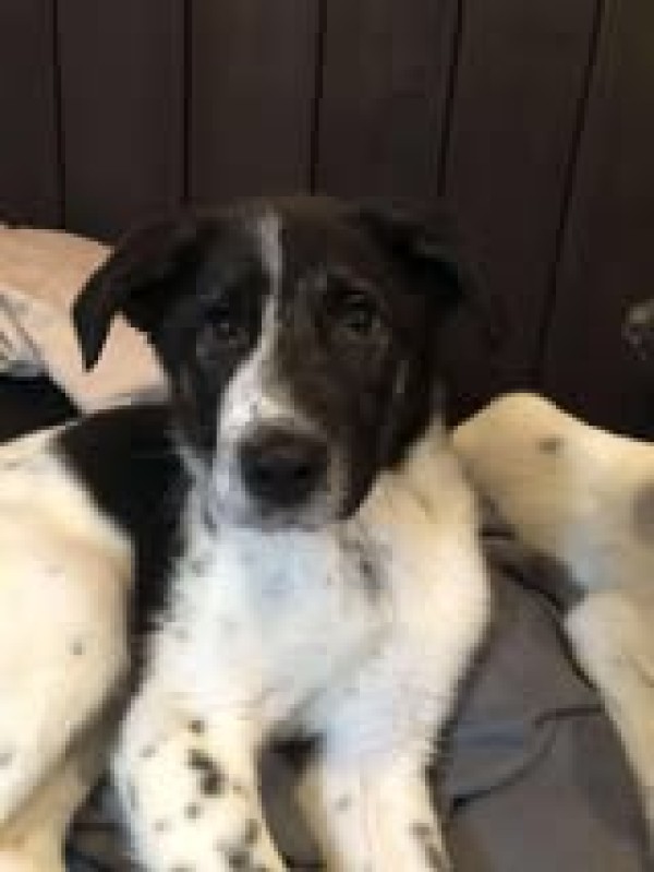 NOEL is eagerly waiting for a home - your new loyal friend from the shelter