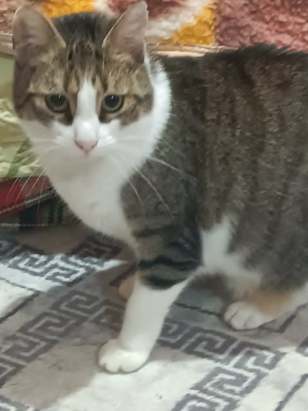 PLAMENKA is eagerly waiting for a home - your new loyal friend from the shelter