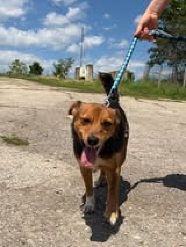 BENITA is eagerly waiting for a home - your new loyal friend from the shelter