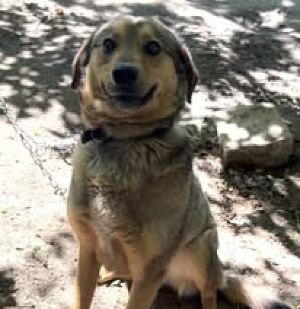 FABIO is eagerly waiting for a home - your new loyal friend from the shelter