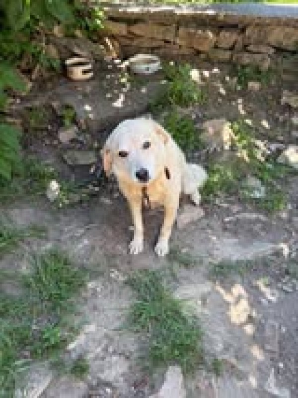 OSKAR is eagerly waiting for a home - your new loyal friend from the shelter