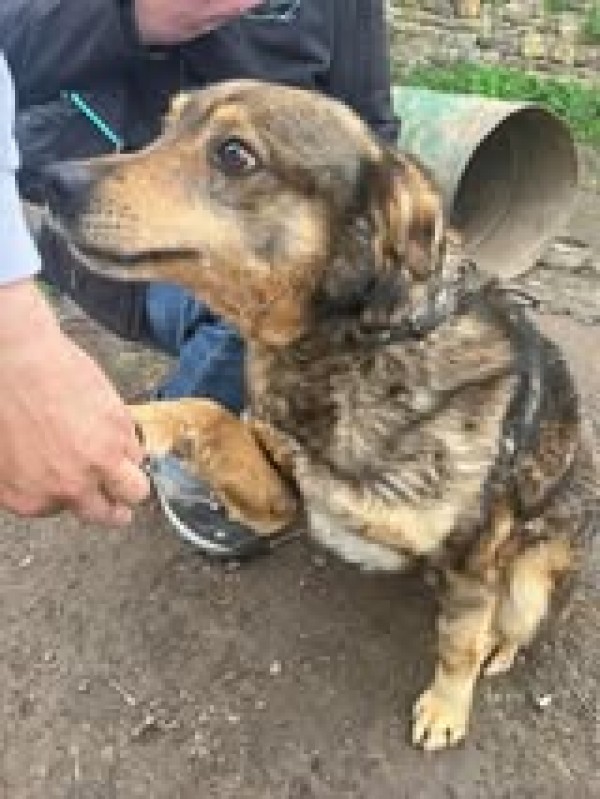 DIMITRI is eagerly waiting for a home - your new loyal friend from the shelter