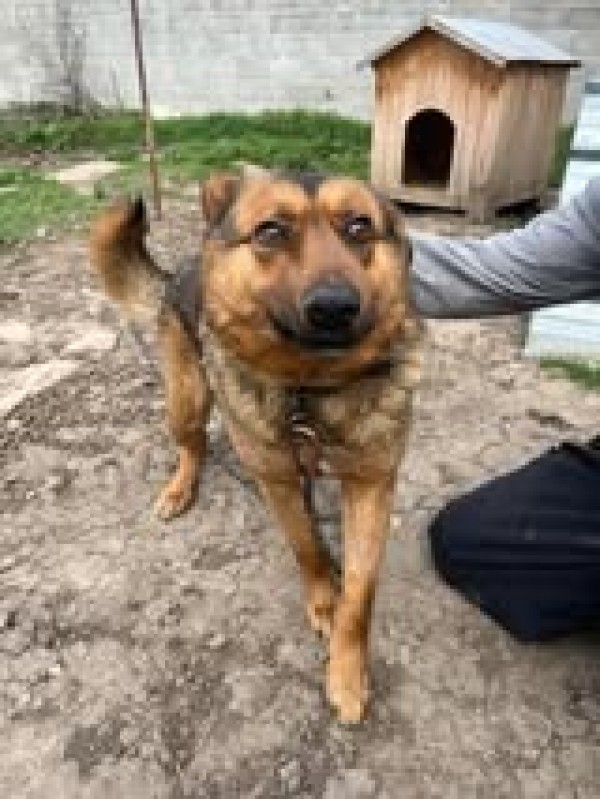 ALI is eagerly waiting for a home - your new loyal friend from the shelter
