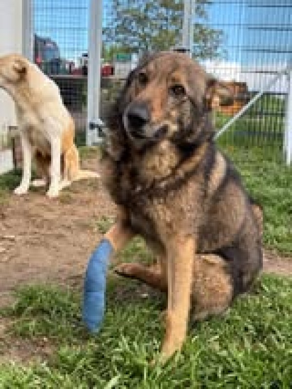 JACOB is eagerly waiting for a home - your new loyal friend from the shelter