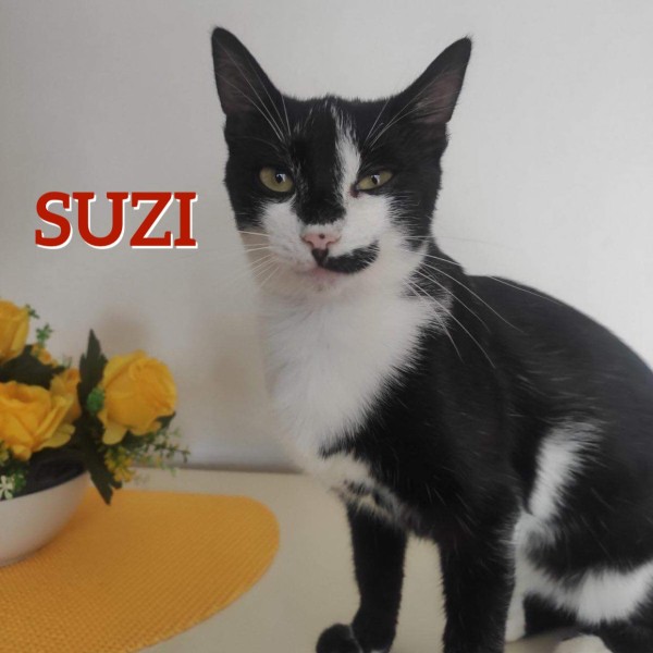 SUZI is eagerly waiting for a home - your new loyal friend from the shelter