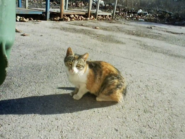 SUZY is eagerly waiting for a home - your new loyal friend from the shelter