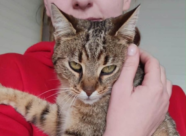 PEPITA is eagerly waiting for a home - your new loyal friend from the shelter
