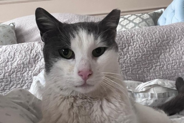 PETROS is eagerly waiting for a home - your new loyal friend from the shelter