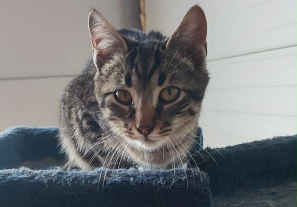 PIRATE is eagerly waiting for a home - your new loyal friend from the shelter