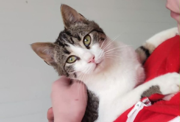 POLDI is eagerly waiting for a home - your new loyal friend from the shelter