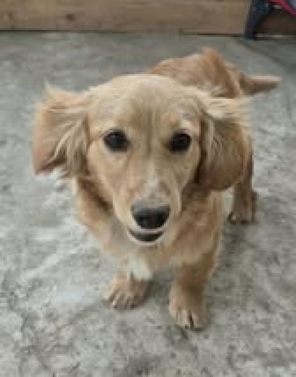 ARI