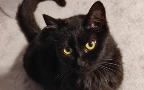POLINA is eagerly waiting for a home - your new loyal friend from the shelter