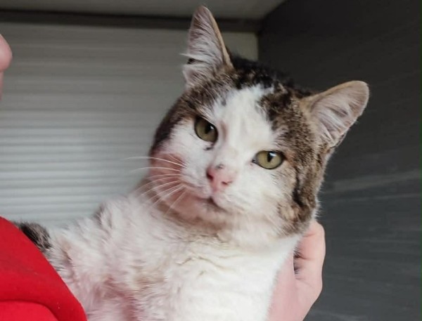PRINCE is eagerly waiting for a home - your new loyal friend from the shelter