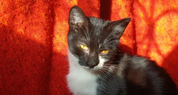 RON is eagerly waiting for a home - your new loyal friend from the shelter
