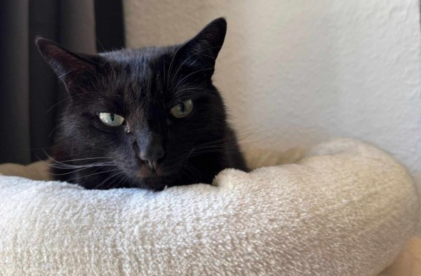 SALEM is eagerly waiting for a home - your new loyal friend from the shelter