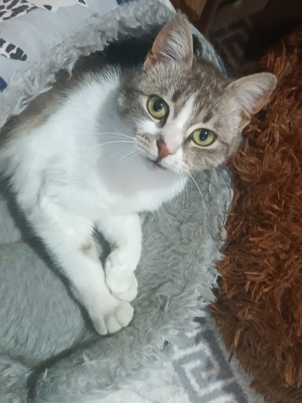 SANDRINA is eagerly waiting for a home - your new loyal friend from the shelter