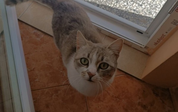 SANDRINA is eagerly waiting for a home - your new loyal friend from the shelter