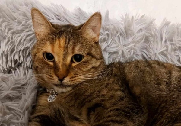 SARA-LEE is eagerly waiting for a home - your new loyal friend from the shelter