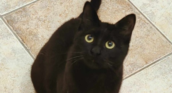 SAVANA is eagerly waiting for a home - your new loyal friend from the shelter