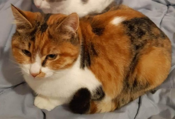 SAZDA is eagerly waiting for a home - your new loyal friend from the shelter