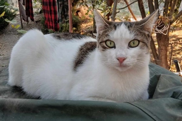 SEN is eagerly waiting for a home - your new loyal friend from the shelter