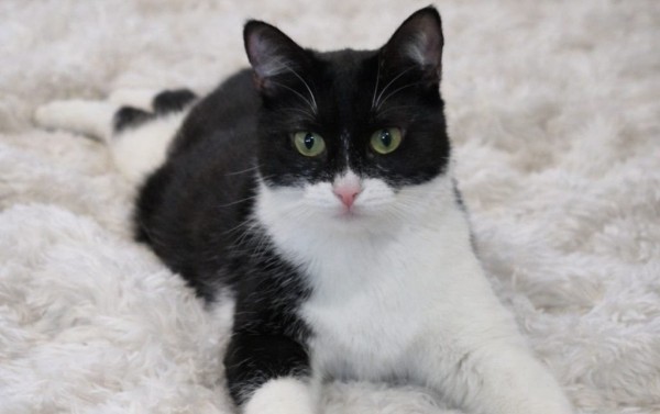 SHAYA is eagerly waiting for a home - your new loyal friend from the shelter